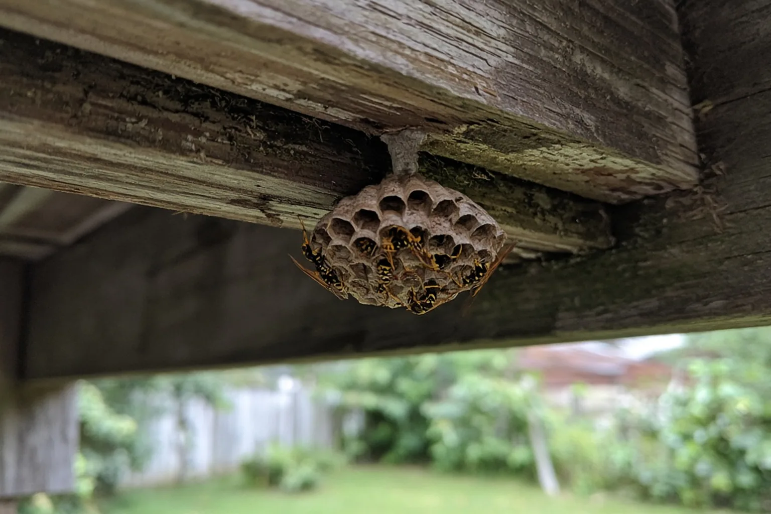 Wasp nest under a deck railing